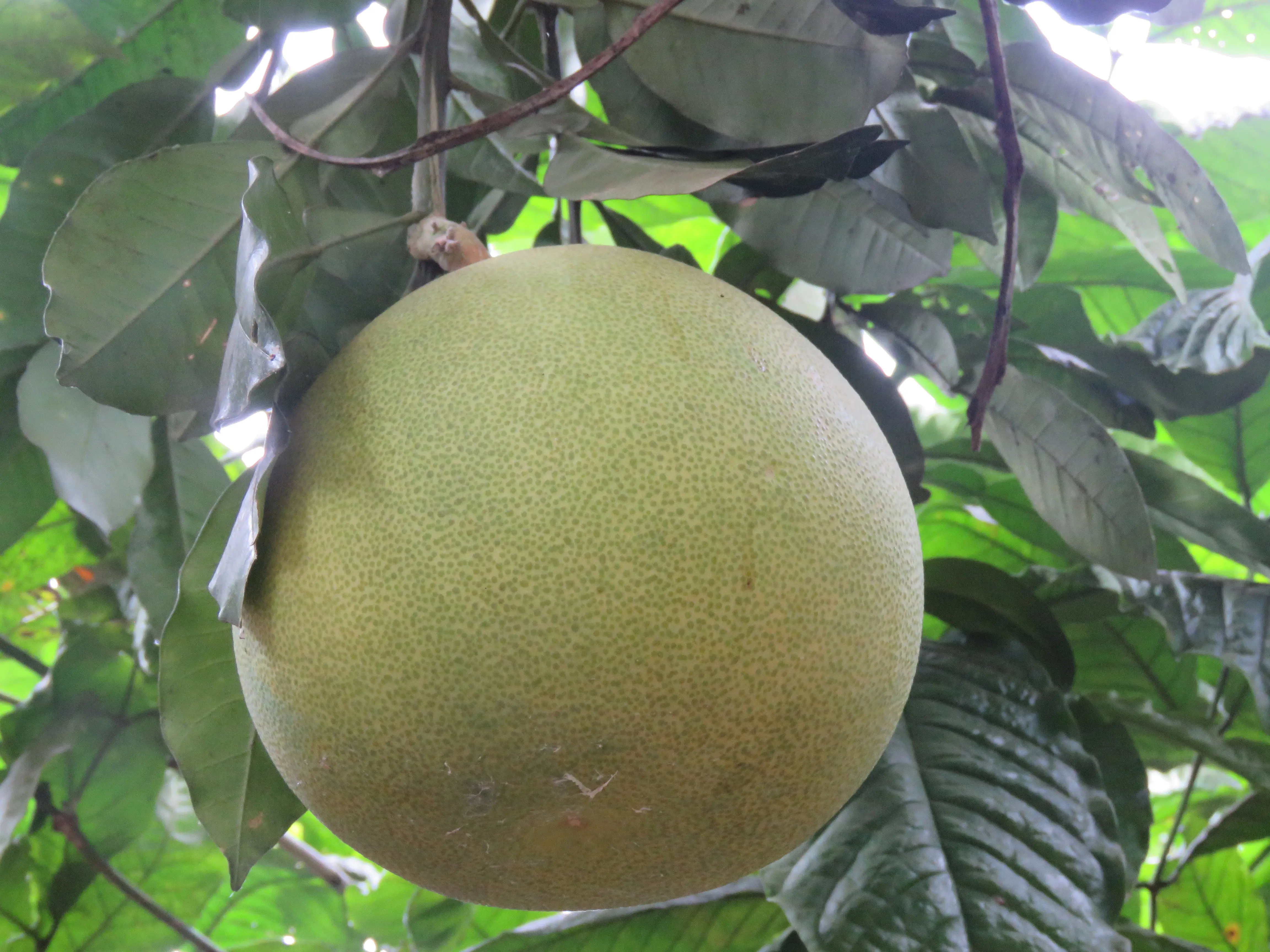 ส้มโอปทุมธานี