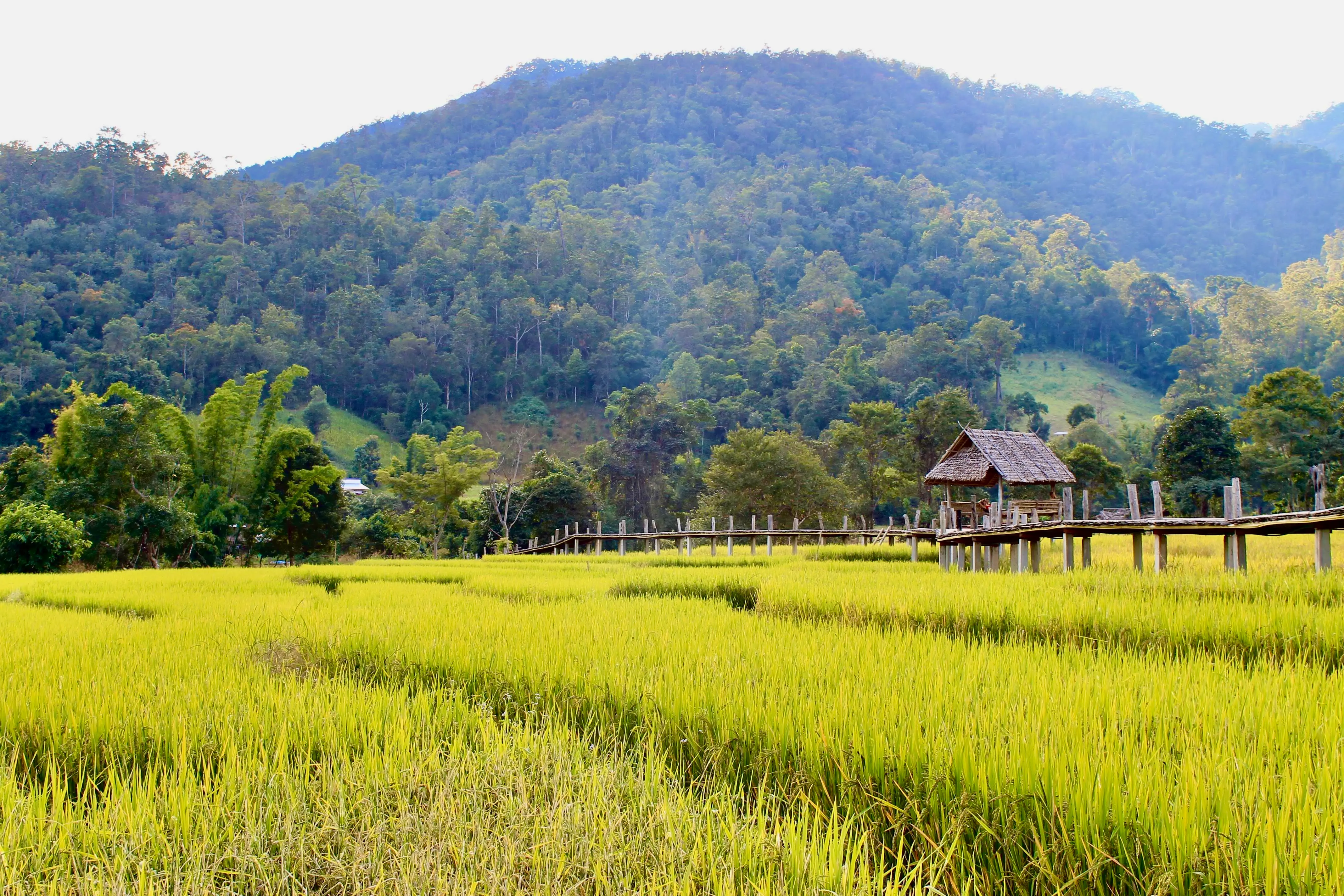 ข้าวปทุมธานี 1
